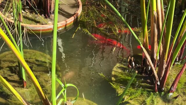 Goldfish swimming in a murky aquarium, Dirty water, Blurred visibility highlighting poor water quality and inadequate tank maintenance