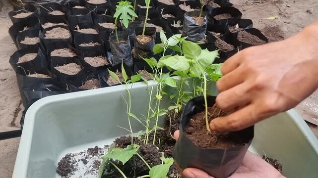 Hand planting young seedling. (1)