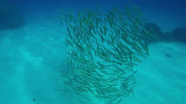 Bunched in a tight ball, swimming in circles, a group of juvenile Yellowtail Barracuda, Sphyraena flavicauda with Yellowspotted Trevally, Carangoides fulvoguttatus in the background