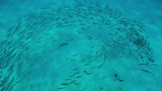 Top view of a two large Yellowspotted Trevally hunt penetrating inside in a group of young Yellowtail Barracuda huddled together in a ball, with a juvenile Napoleon Wrasse swimming underneath