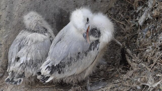 Pair of black-legged kittiwake chicks