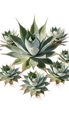 Fototapeta premium Agave Succulent Plant Cluster – Green Desert Foliage on White Background, Natural Botanical Arrangement and Eco Garden Design