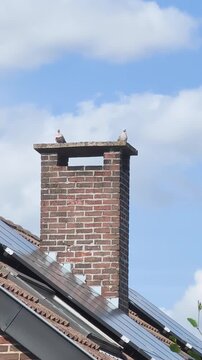 Pigeons gather on the chimney at a house during the day under clear skies