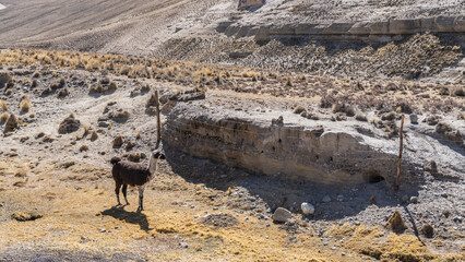 Fototapeta premium A llama in a cattle pen on a high-altitude pasture. The animal is standing, looking away. Rocky soil, dry grass. Peru. The Andes