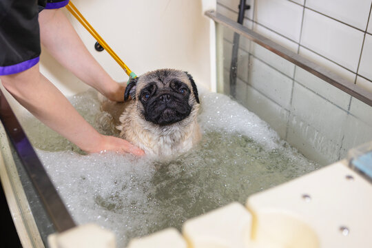 Dog grooming. Pug takes an ozone bath. Ozone therapy for dogs. Pet grooming salon. Pug is in grooming salon with veterinarian. Washing pug in bathtub. Beige pug