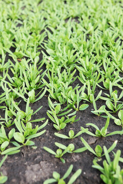 Arugula plantation. Green sprouts for health food market. Organic leafy greens. Fresh arugula leaves. Leaves of hydroponic vegetables. Images of organic products