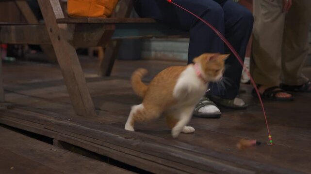 Ginger and white domestic cat playing with interactive toy indoors, Curious pet feline chasing teaser string on wooden floor with owner nearby 4k
