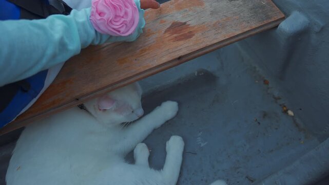 White domestic cat sleeping inside small boat, Calm pet feline resting on boat floor 4k
