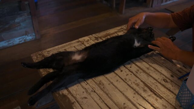 Sleeping black domestic cat resting on wooden table inside cozy cafe, Cute lazy feline relaxing in rustic coffee shop 4k