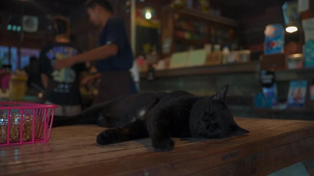 Sleeping black domestic cat resting on wooden table inside cozy cafe, Cute lazy feline relaxing in rustic coffee shop 4k