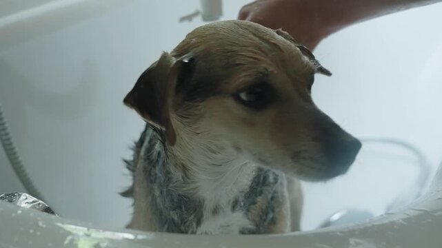 A woman washes small obedient dog in the bathtub