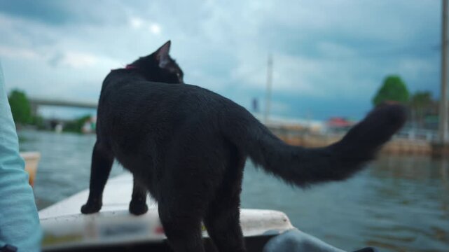 cute cats riding on small boat at Lat Krabang river canal in Thailand, Curious pet feline cruising water channel in Bangkok floating market 4k