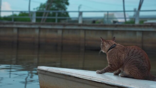 cute cats riding on small boat at Lat Krabang river canal in Thailand, Curious pet feline cruising water channel in Bangkok floating market 4k