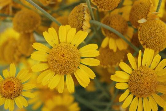 Anthemis