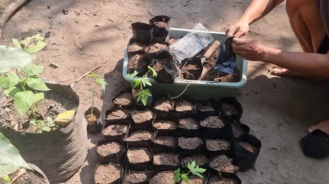 Planting small seedlings.