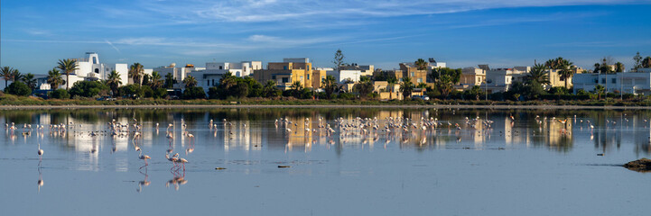 Flamants roses dans une lagune aux portes de la ville de Korba en Tunisie © PPJ