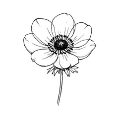 Obraz premium PNG Minimalist sketch of delicate flower.