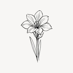 Obraz premium Simple black and white line drawing of a blooming lily flower.