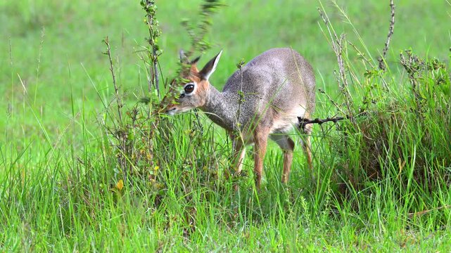 Dik-Dik antelope browsing on leaves from a bush in the lush green savanna