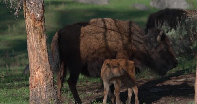 Mid shot of a young American bison calf watching a passing vehicle, blurred in the foreground. Thought provoking wildlife footage highlighting the intersection of nature and human activity in North Am