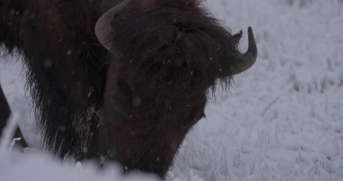 Close up of an American bison grazing as snow falls around it. Intimate winter wildlife footage highlighting the texture of its coat and natural feeding behaviour in North America.