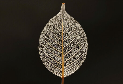 A dried-out leaf skeleton