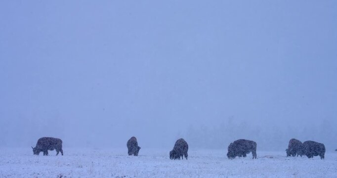 Wide shot of an American bison herd feeding during a heavy snowfall. Atmospheric winter footage illustrating wildlife adapting to seasonal conditions in a North American ecosystem.
