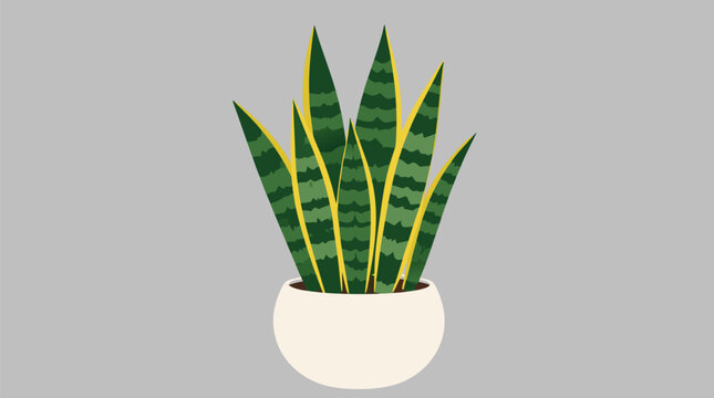 Modern snake plant in round cream ceramic pot, tall striped sansevieria leaves with yellow edges on soft gray background, clean vector houseplant art for home decor and indoor wellness