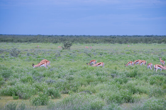 A majestic herd of springbok pauses alertly on the vast, dust-whitened plains of Etosha National Park.