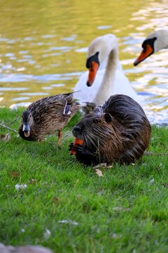 Nutrian snacked M&ouml;hre