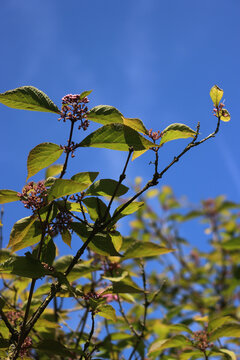 Callicarpa bodinieri lilac and yellow flowers in the garden agaisnt blue sky . Bodinier beautyberry bush