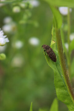 Close-up of mottled Dingy-brown Click Beetle. Agrypnus murinus gray insect on a green leaf
