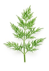 Fototapeta premium Vibrant fresh green dill weed sprig isolated against a crisp pure white background, ideal ingredient for pickling, seasoning, and culinary garnish, vibrant, studio, produce