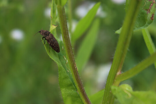 Close-up of mottled Dingy-brown Click Beetle. Agrypnus murinus gray insect on a green leaf