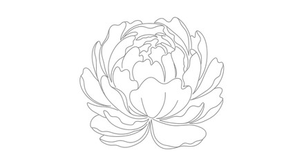 Obraz premium Detailed Line Drawing of a Peony.