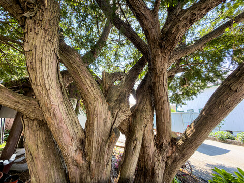 Japanese Yew