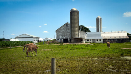 Grazing Horses © Andrew Kazmierski