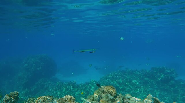 Full Beak with open mouth swims at a cleaning station above a coral reef under the surface of turquoise water, two Cleaner Wrasse clean his gills and mouth of parasites.