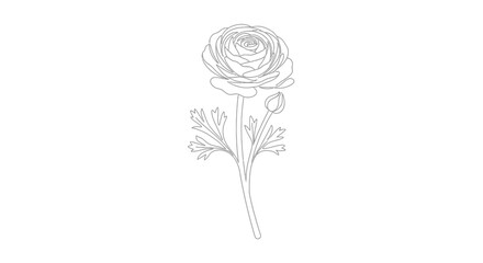 Fototapeta premium Detailed drawing of a single rose.