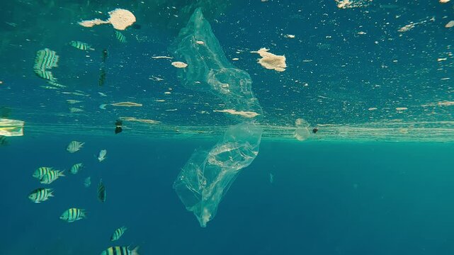 Plastic garbage swims in an oiled slick in the ocean mirroring in the water surface, Indo-Pacific sergeants eat the fatty film from surface swimming among the plastics in the bright backlight
