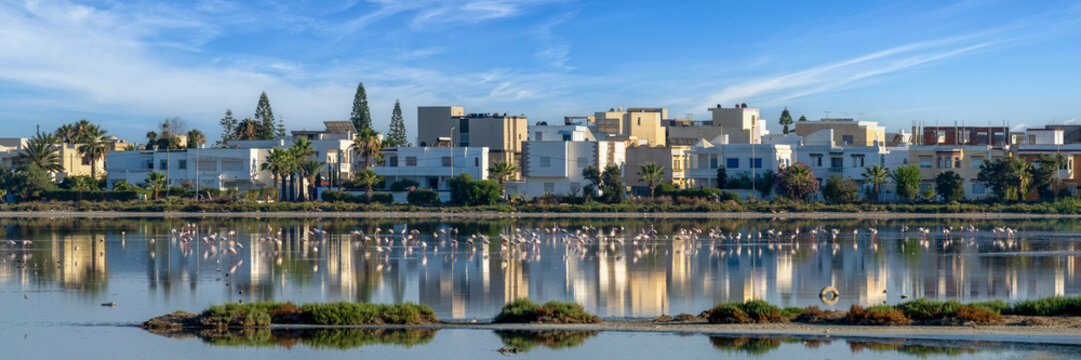 Flamants roses dans une lagune aux portes de la ville de Korba en Tunisie