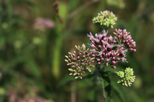 Wild pink blossoms of Hemp-agrimony. Eupatorium cannabinum plant in bloom