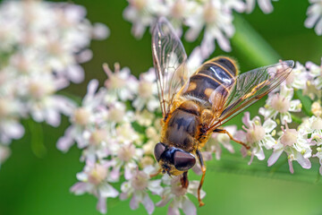 Schwebfliege an Doldenblüte © Karl