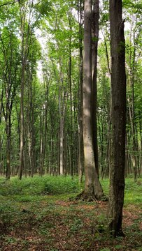 Sunbeams streaming through the dense green canopy of Codrii Pascanilor forest, creating a magical atmosphere in the Romanian woodland