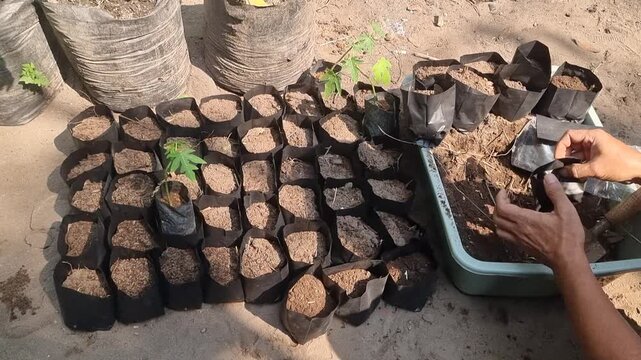 Closeup of hands potting young green plant seedlings into black polybags.