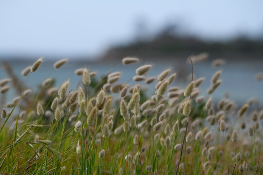 Queues de li&egrave;vre dans le vent en bord de mer