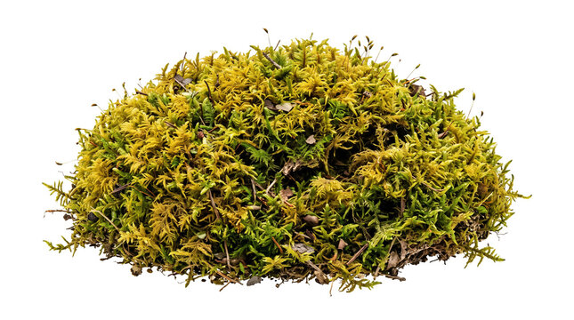 Clump of yellowish-green moss with distinct branching texture and thin sporophytes
