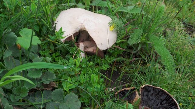 Field mushroom in wild Himalayan forest