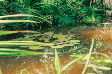 Nymphaea leaves floating on a still pond surface. The water reflects surrounding greenery © FuzullHanum