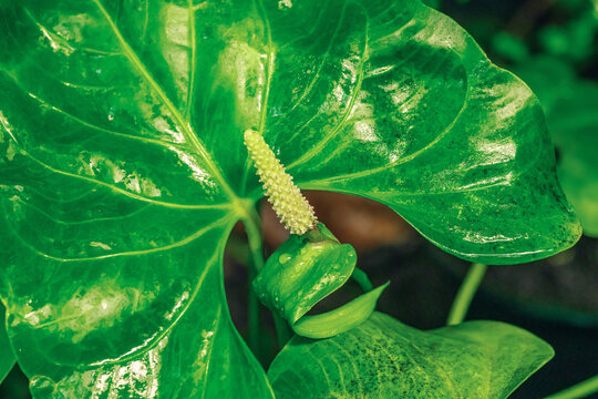 Anthurium plant featuring a large heart-shaped glossy leaf and a white spadix inflorescence